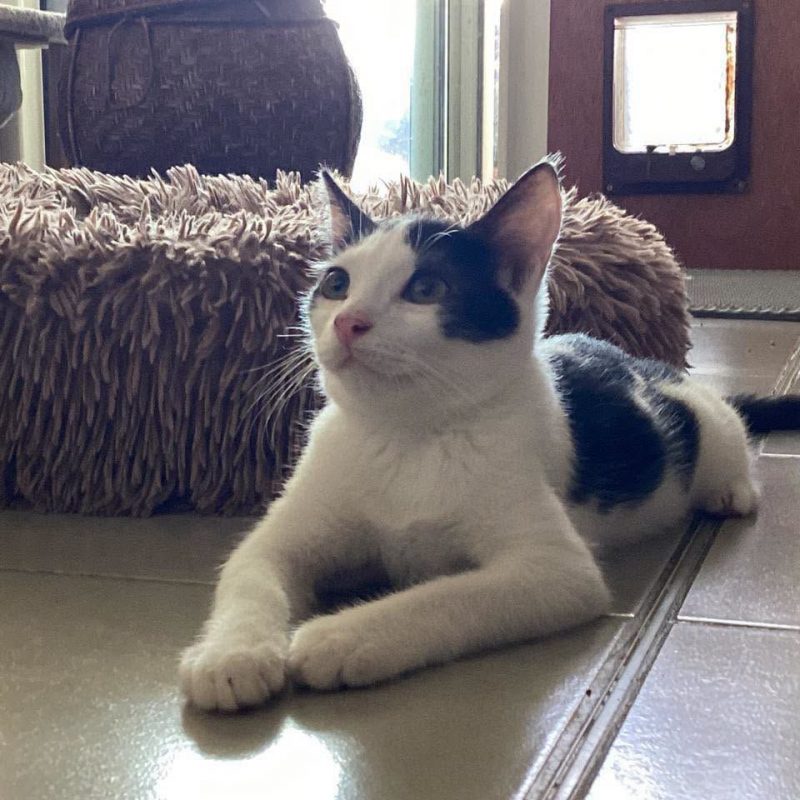 ARCHY - Chat Européen à adopter - photo 5
