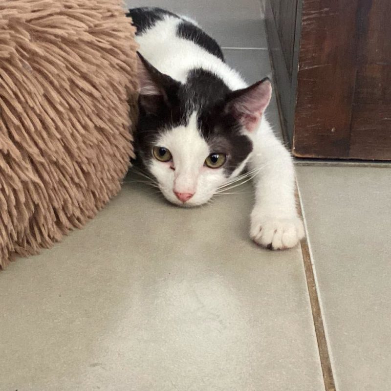 ARCHY - Chat Européen à adopter - photo 3