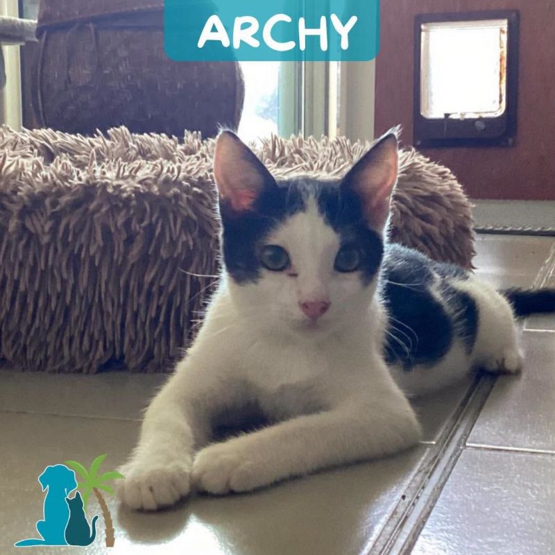 ARCHY - Chat Européen à adopter