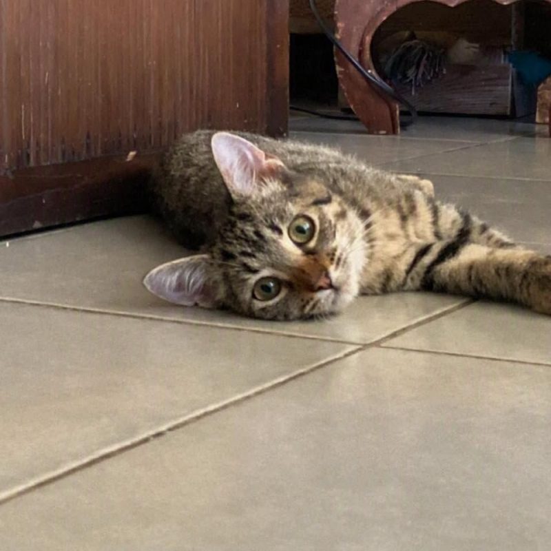 FRIPOUILLE - Chat Européen à adopter