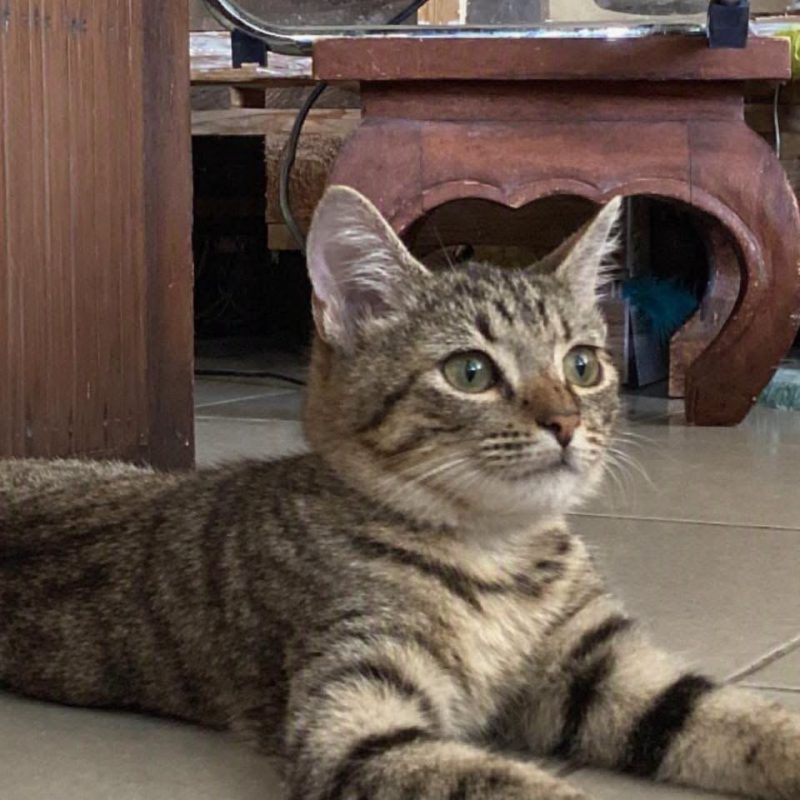 FRIPOUILLE - Chat Européen à adopter - photo 3