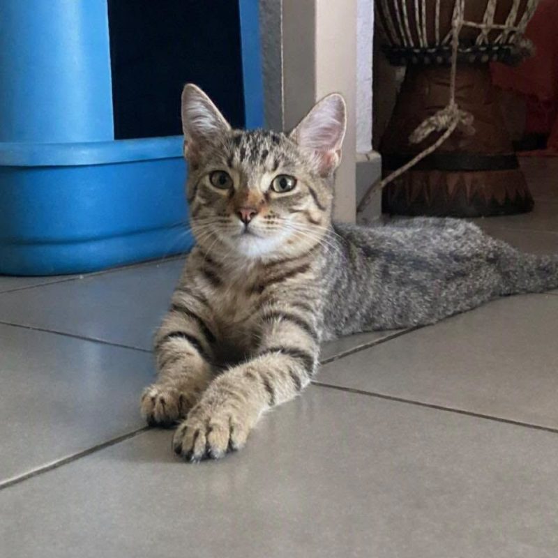 FRIPOUILLE - Chat Européen à adopter - photo 2