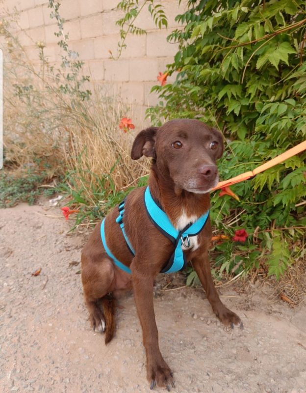 CACAO - Chien à adopter