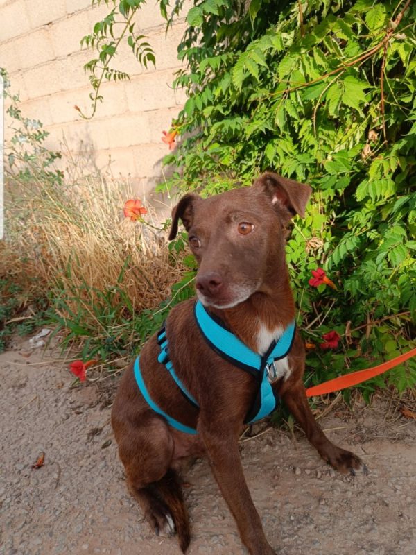 CACAO - Chien à adopter - photo 2