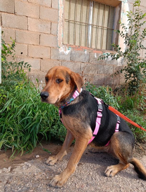 MAY - Chien à adopter - photo 2