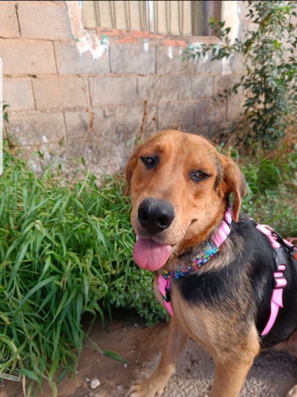 MAY - Chien à adopter