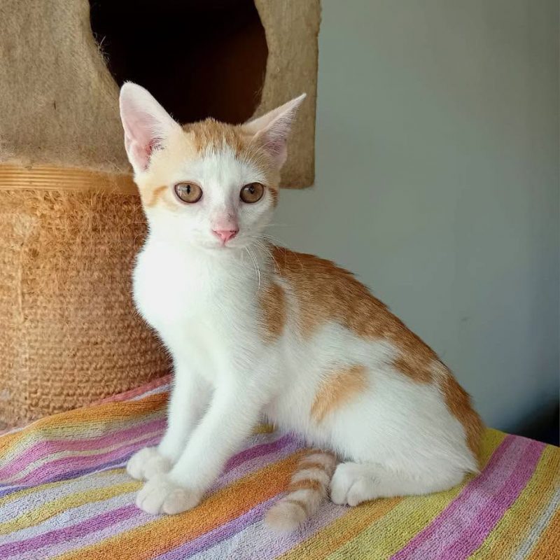 AGLAE - Chat Européen à adopter - photo 4