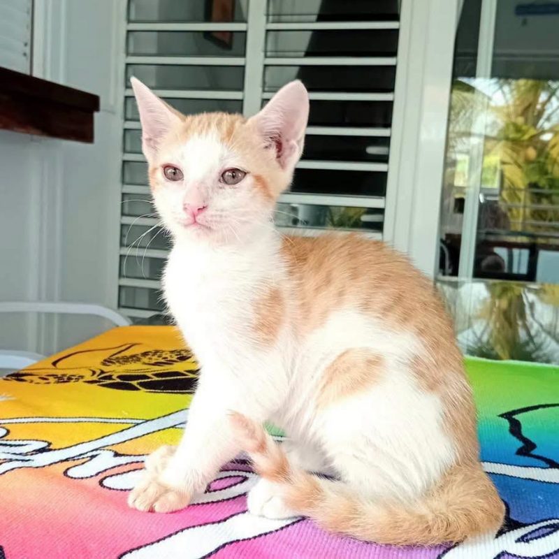 AGLAE - Chat Européen à adopter - photo 3