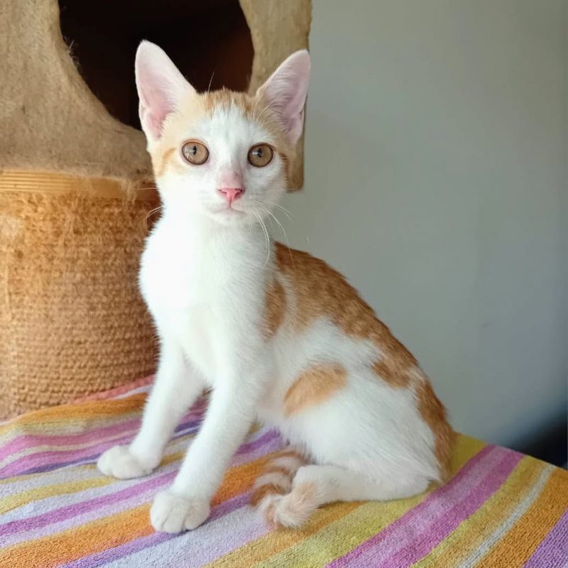 AGLAE - Chat Européen à adopter - photo 5