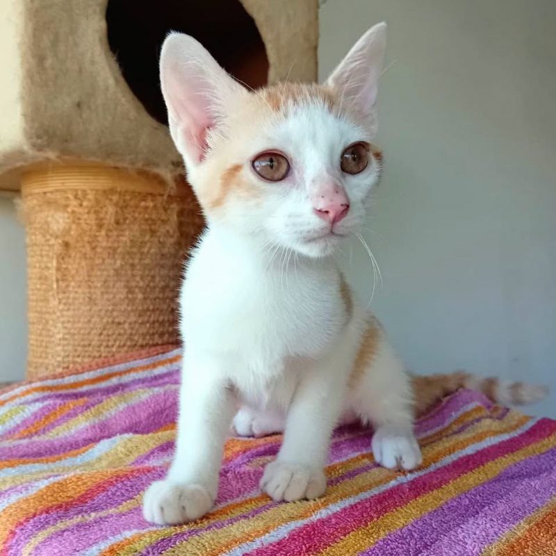 AGLAE - Chat Européen à adopter - photo 2