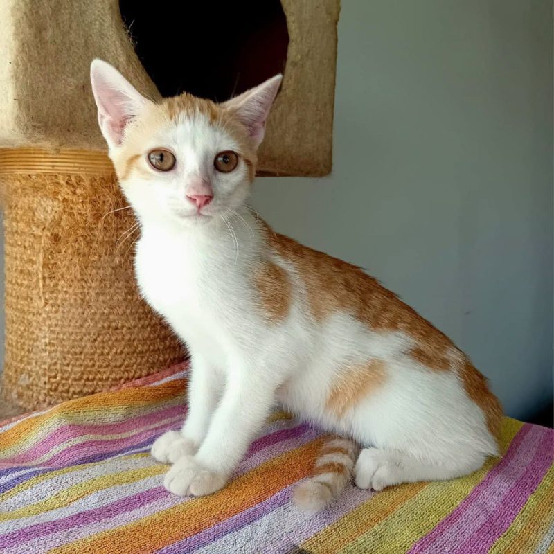 AGLAE - Chat Européen à adopter - photo 6