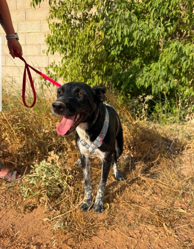 SARA - Chien à adopter - photo 2