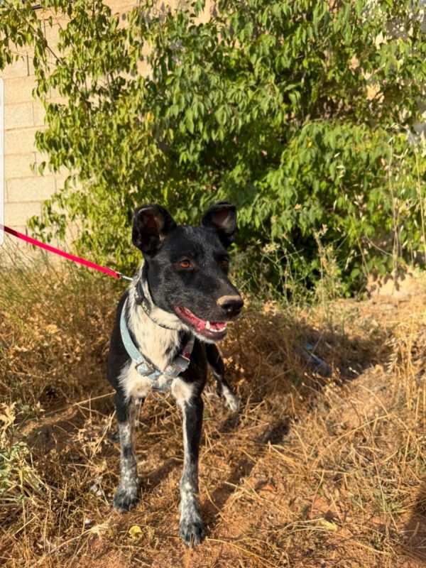 SARA - Chien à adopter - photo 3