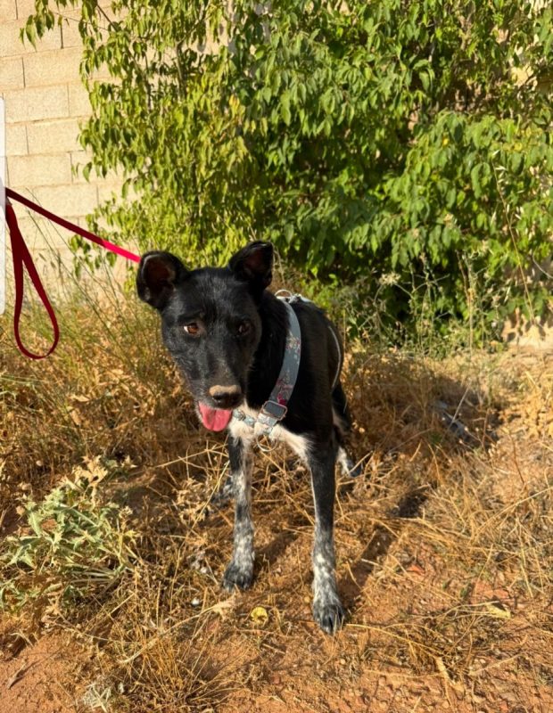 SARA - Chien à adopter