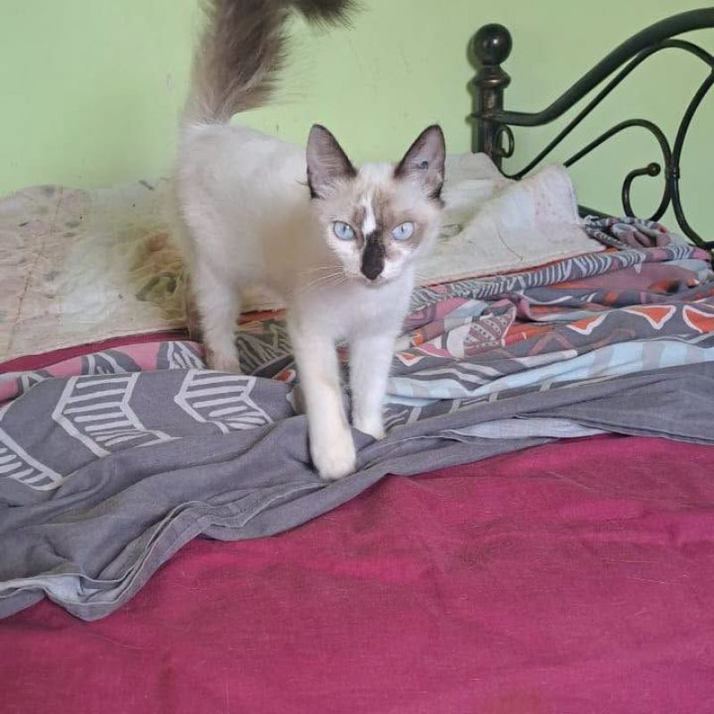 LISA - Chat Européen x Siamois à adopter - photo 5