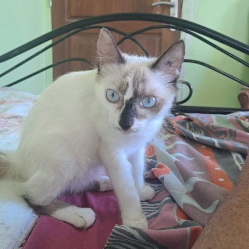 LISA - Chat Européen x Siamois à adopter