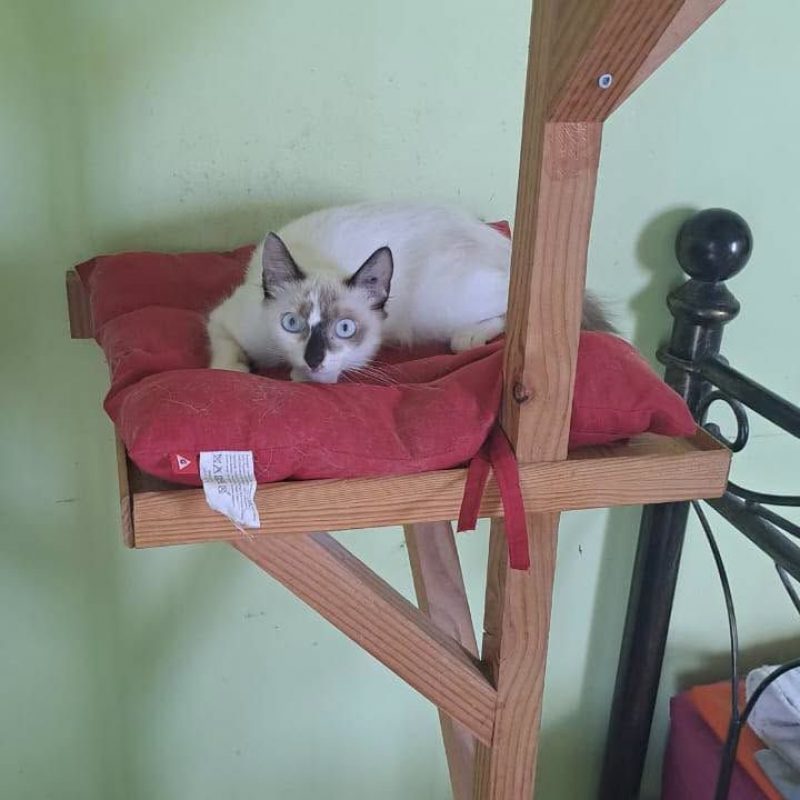 LISA - Chat Européen x Siamois à adopter - photo 2