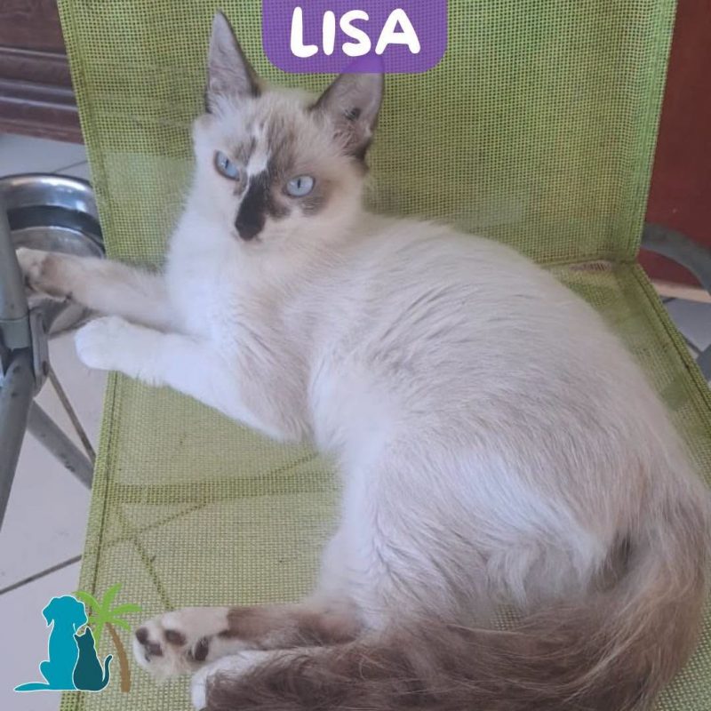 LISA - Chat Européen x Siamois à adopter - photo 3