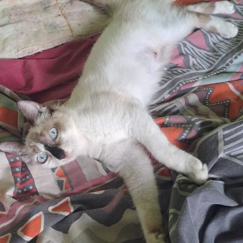 LISA - Chat Européen x Siamois à adopter - photo 4