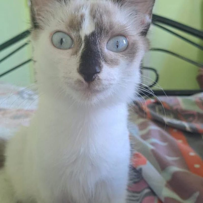 LISA - Chat Européen x Siamois à adopter - photo 8
