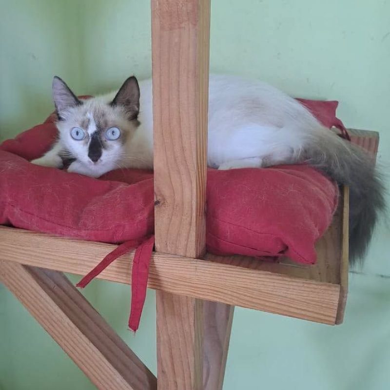 LISA - Chat Européen x Siamois à adopter - photo 7