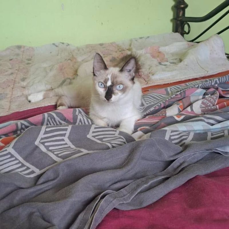 LISA - Chat Européen x Siamois à adopter - photo 6