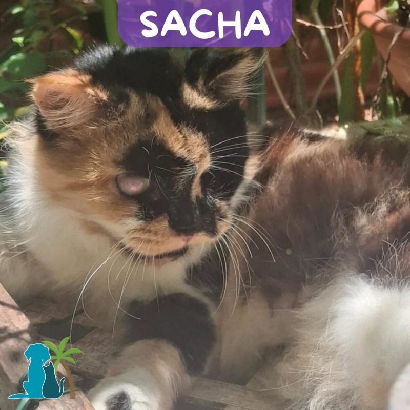 SACHA - Chat Européen à adopter