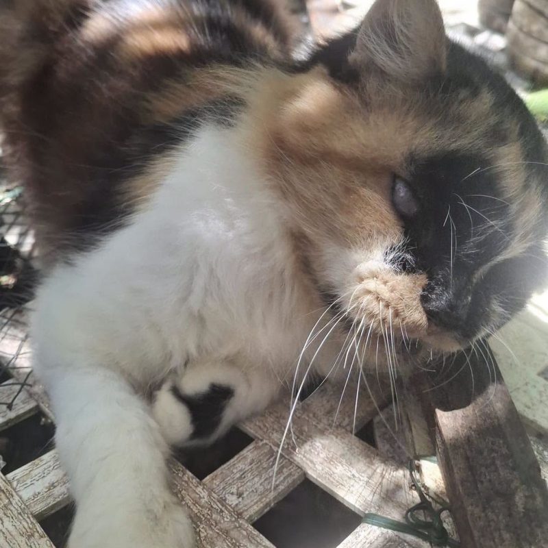 SACHA - Chat Européen à adopter - photo 3