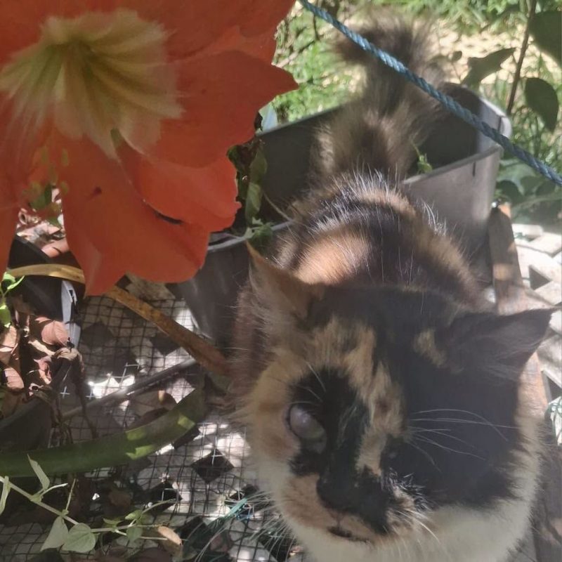SACHA - Chat Européen à adopter - photo 2