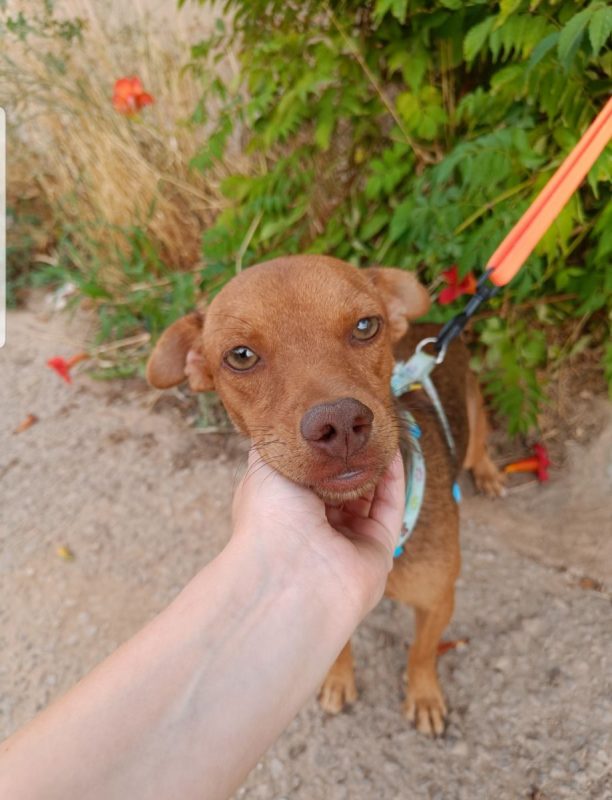SIENA - Chien à adopter