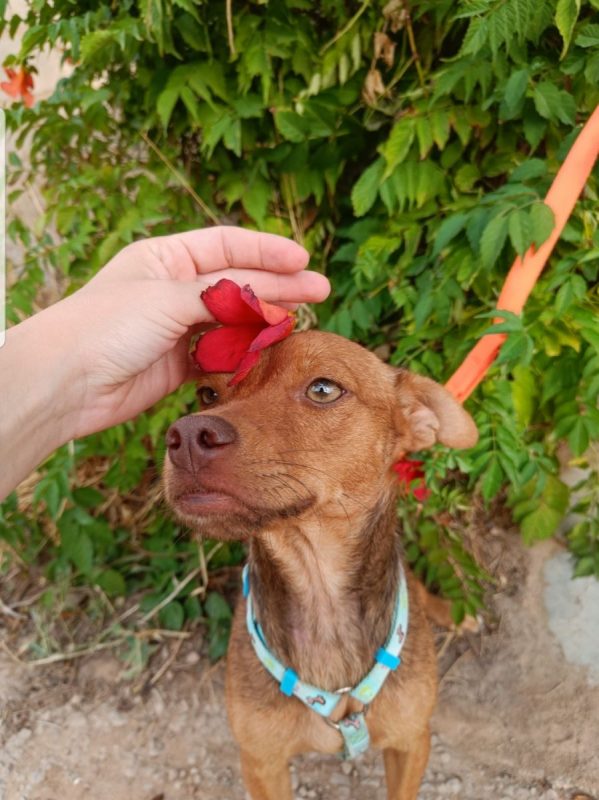 SIENA - Chien à adopter - photo 2