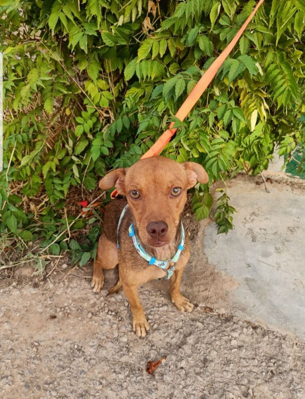 SIENA - Chien à adopter - photo 3