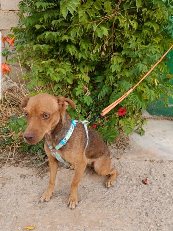 SIENA - Chien à adopter - photo 4
