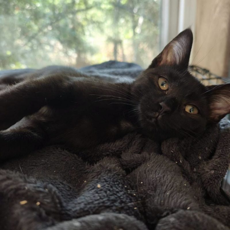 OPALE - Chat Européen à adopter - photo 5
