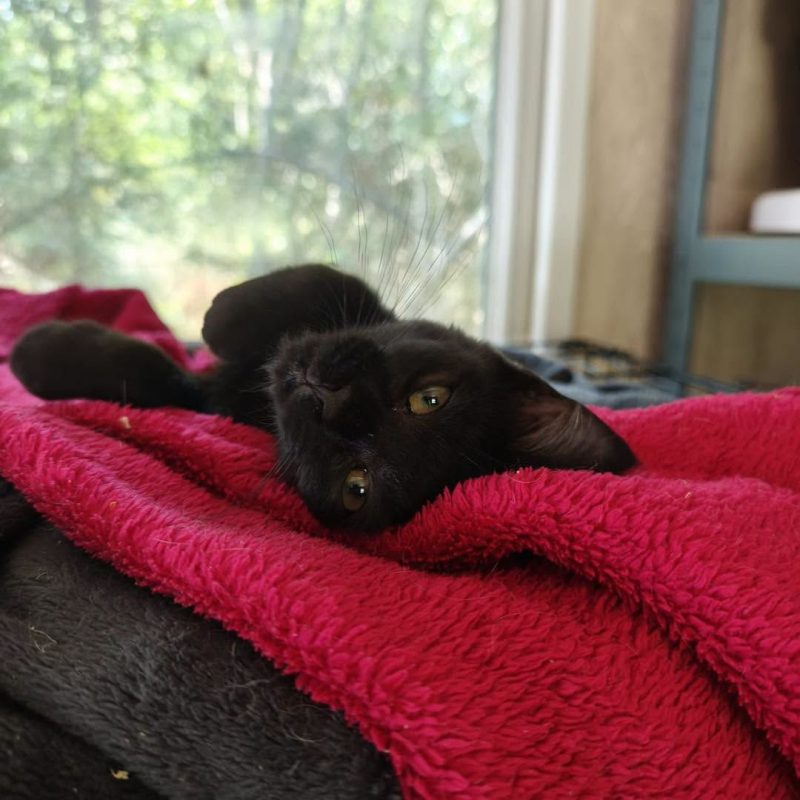 OPALE - Chat Européen à adopter - photo 4