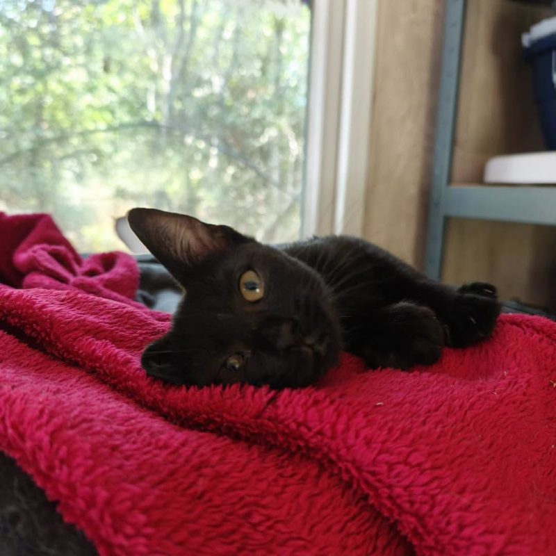 OPALE - Chat Européen à adopter - photo 3