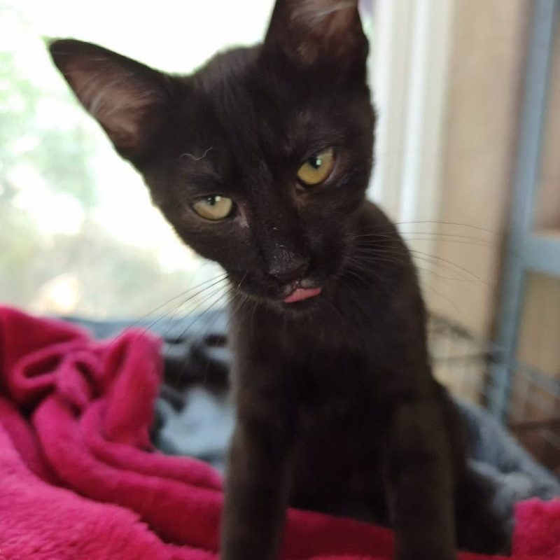 OPALE - Chat Européen à adopter - photo 2