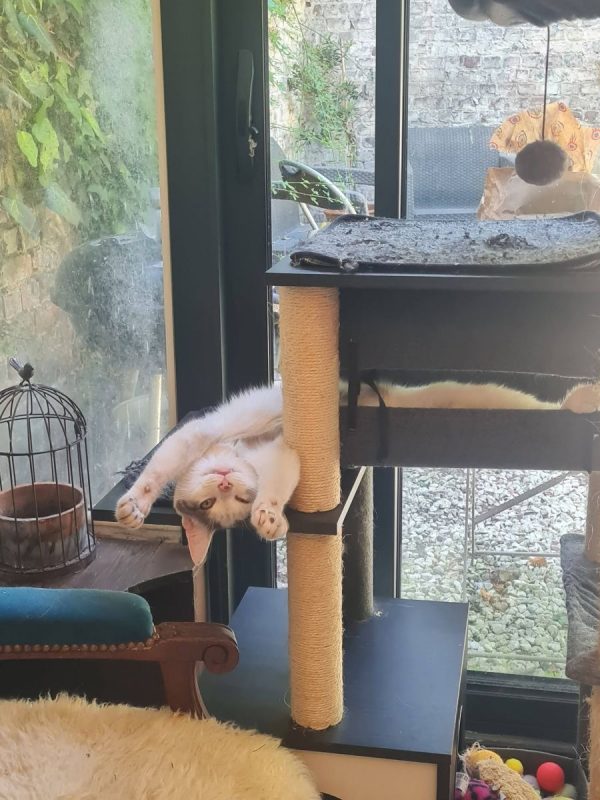 Jean - Chat Européen à adopter - photo 10