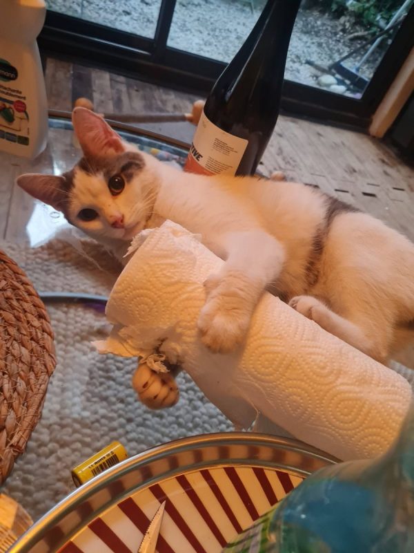 Jean - Chat Européen à adopter - photo 9