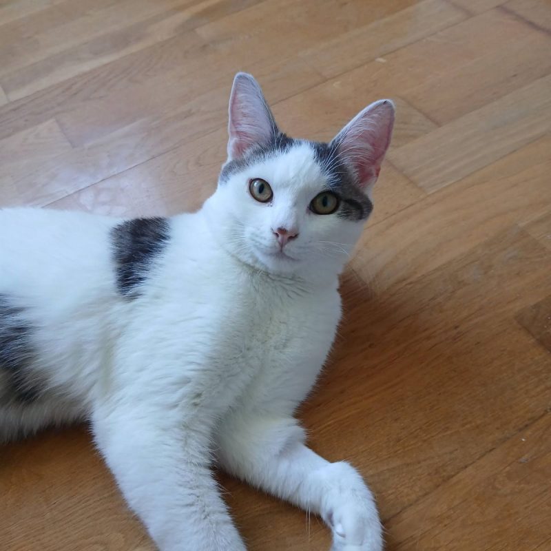 Jean - Chat Européen à adopter