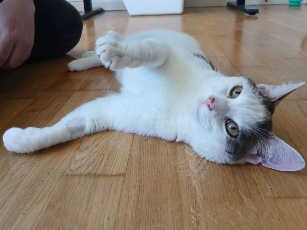 Jean - Chat Européen à adopter - photo 6