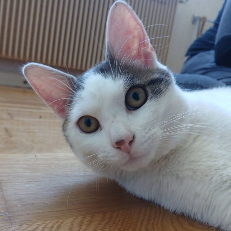 Jean - Chat Européen à adopter - photo 7