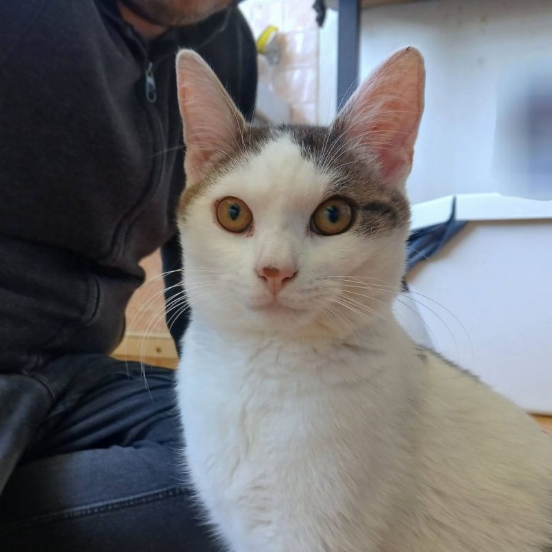 Jean - Chat Européen à adopter - photo 2