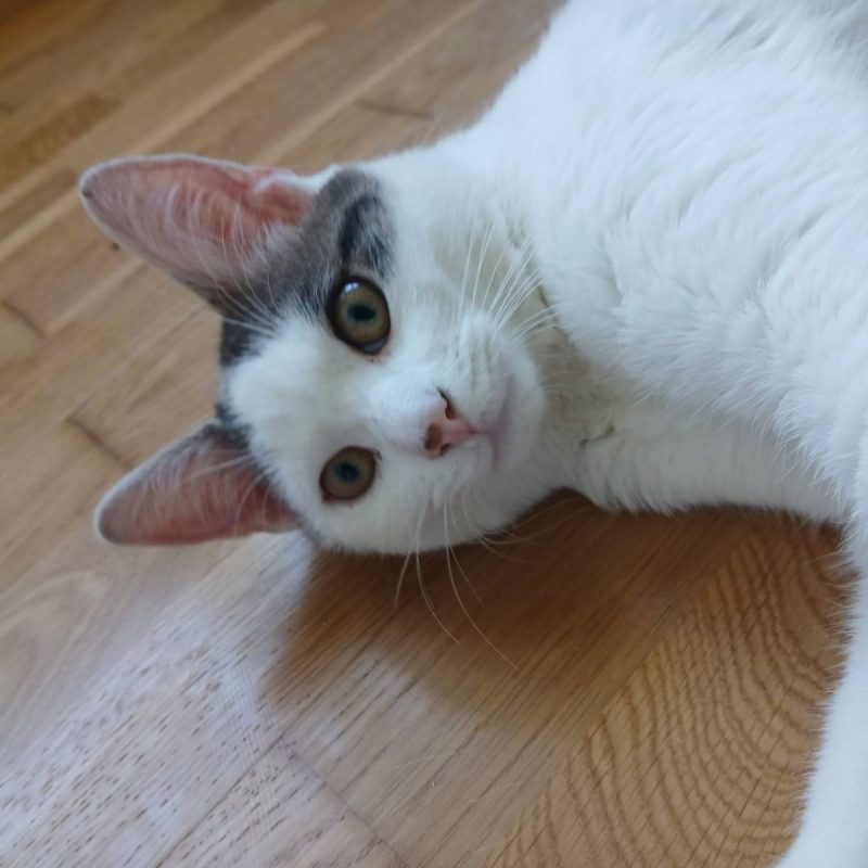 Jean - Chat Européen à adopter - photo 4