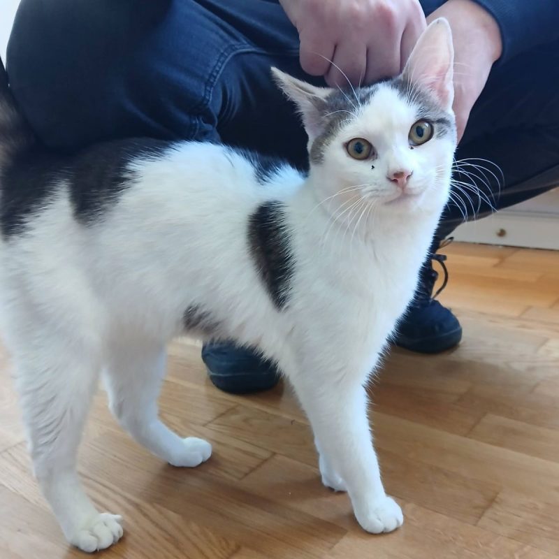 Jean - Chat Européen à adopter - photo 8