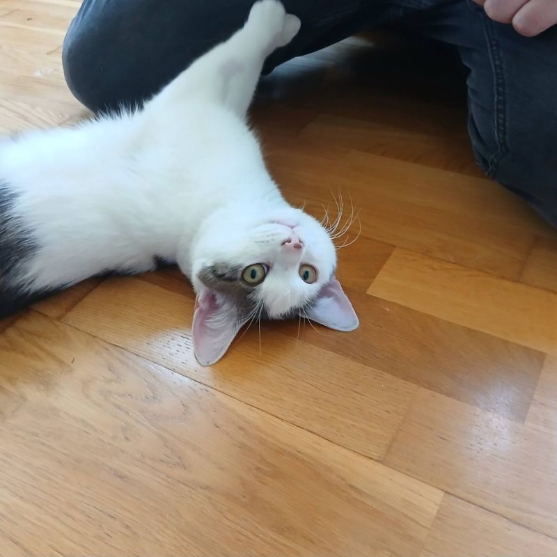 Jean - Chat Européen à adopter - photo 3