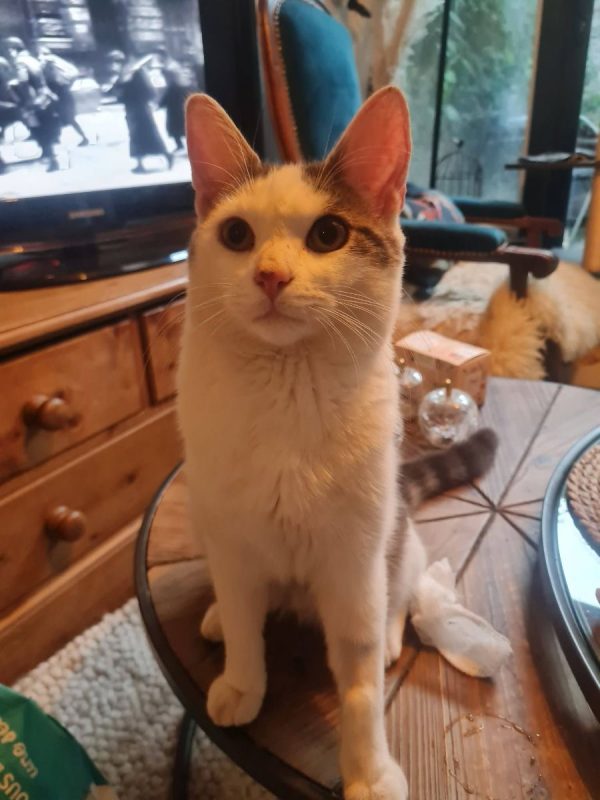 Jean - Chat Européen à adopter - photo 5