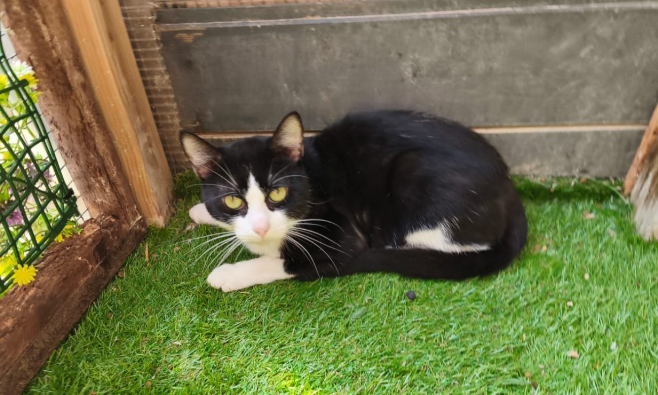Sirius - Chat à adopter