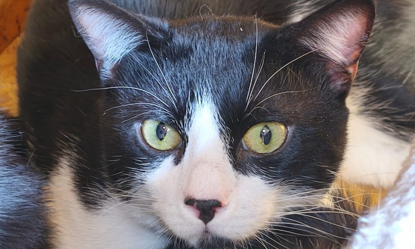 Sirius - Chat à adopter - photo 2