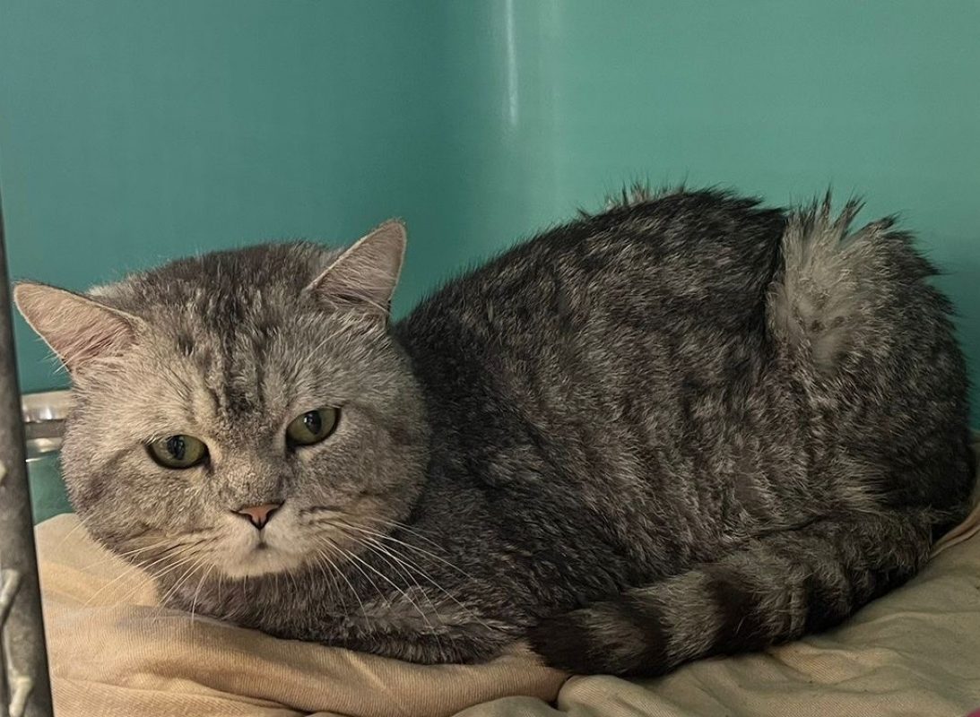 Loki - Chat Européen à adopter